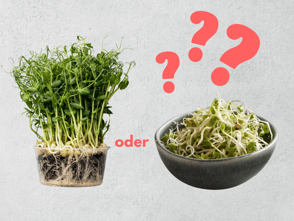 Microgreens oder Sprossen kaufen – Was ist der Unterschied?