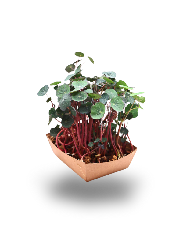 Kapuzinerkresse-Microgreens