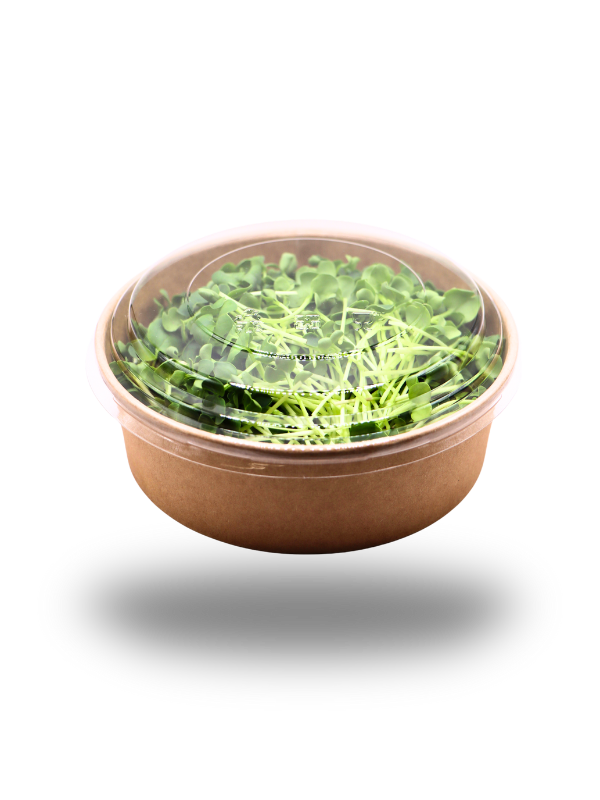 Radieschen-Microgreens Grün