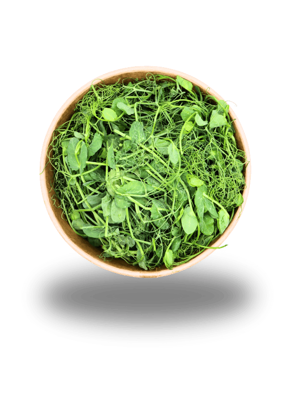 Probierpaket 6x 50g Microgreens