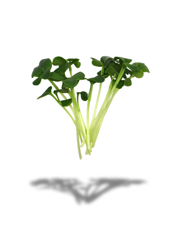 Radieschen-Microgreens Grün