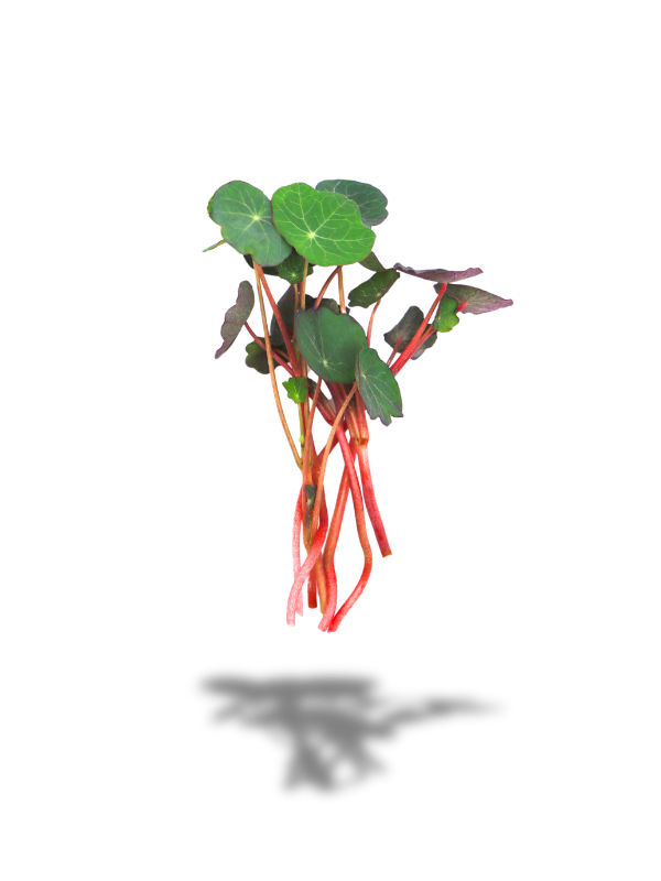 Feuermix Microgreens