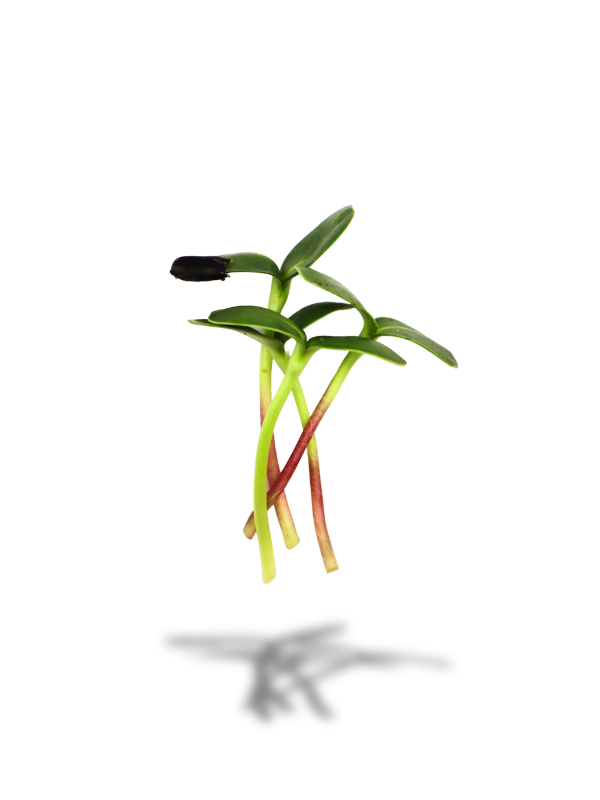 Bunter Microgreens-Mix