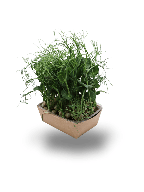 Erbsen Microgreens - mehr als Erbsen-Sprossen