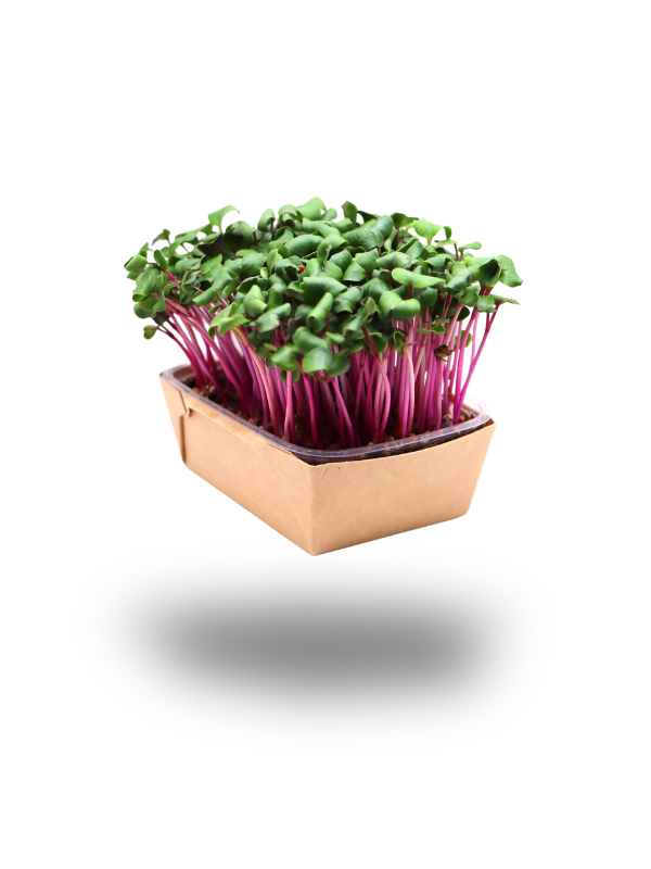 Radieschen-Microgreens China Rose