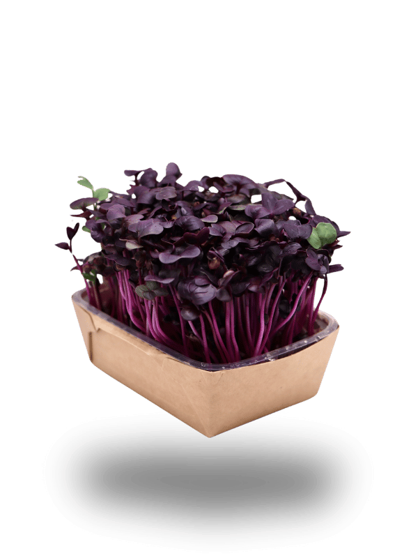 Radieschen-Microgreens Red Rambo