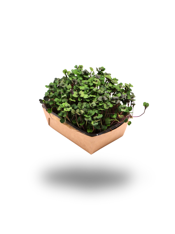 Rucola-Microgreens