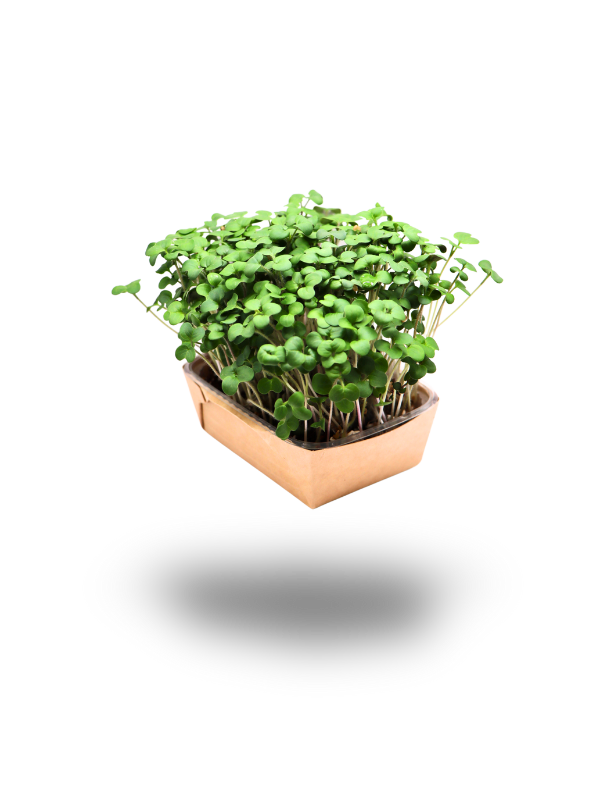 Senf-Microgreens