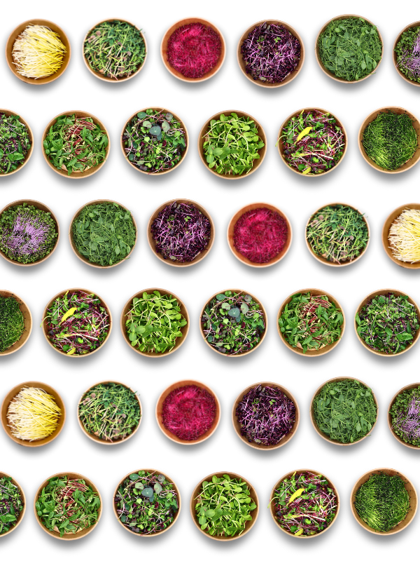 Zufallsbox-Microgreens 3 Sorten