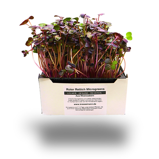 Roter Rettich-Kresse Rambo