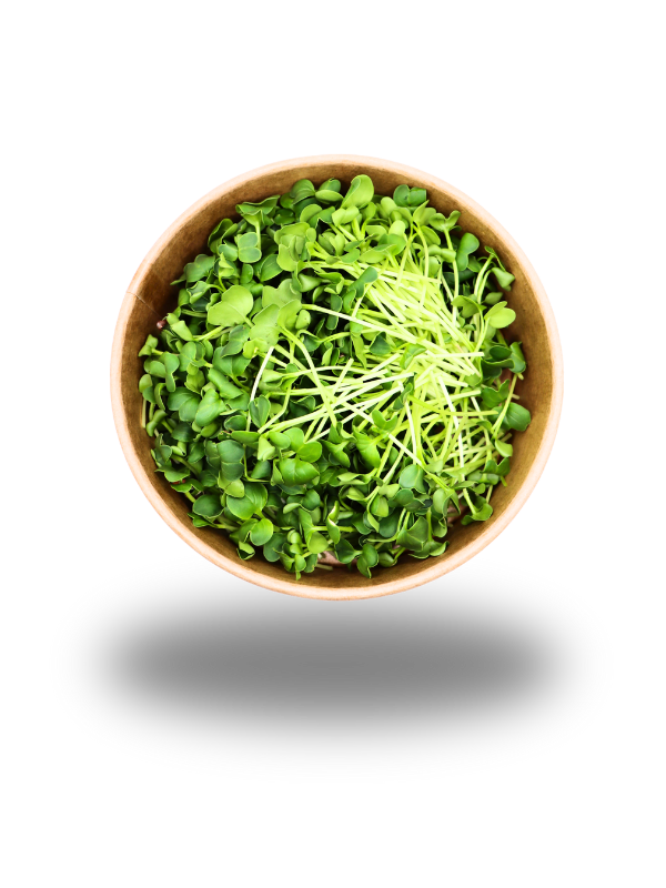 Radieschen-Microgreens Grün