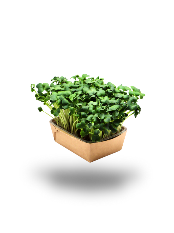 Radieschen-Microgreens Grün