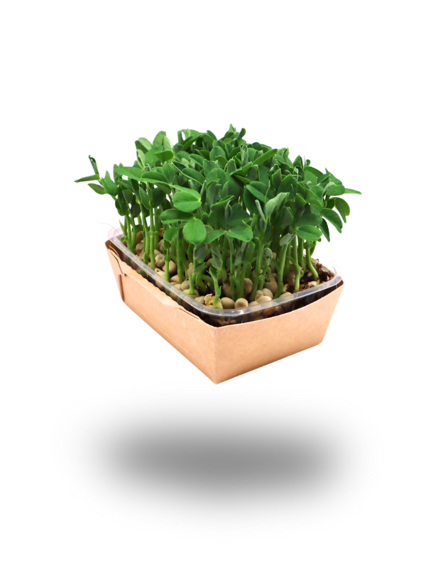 Erbsen-Microgreens ohne Ranken